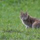 Image for article titled Chinese Mountain Cat Is Fully Wild Despite Its Cuddly Appearance, DNA Shows